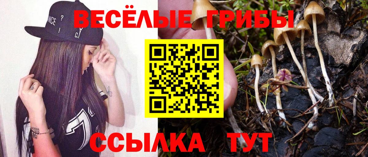 Псилоцибиновые грибы GOLDEN TEACHER  Вход с VPN  Кузнецк  Псилоцибиновые грибы Cubensis 