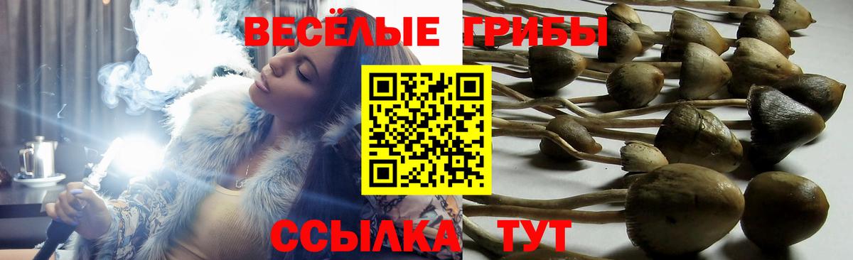 Псилоцибиновые грибы Psilocybine cubensis Кузнецк